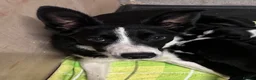Border Collie dogs for sale: Working Border Collie Pups in Woodstock - Advert 3