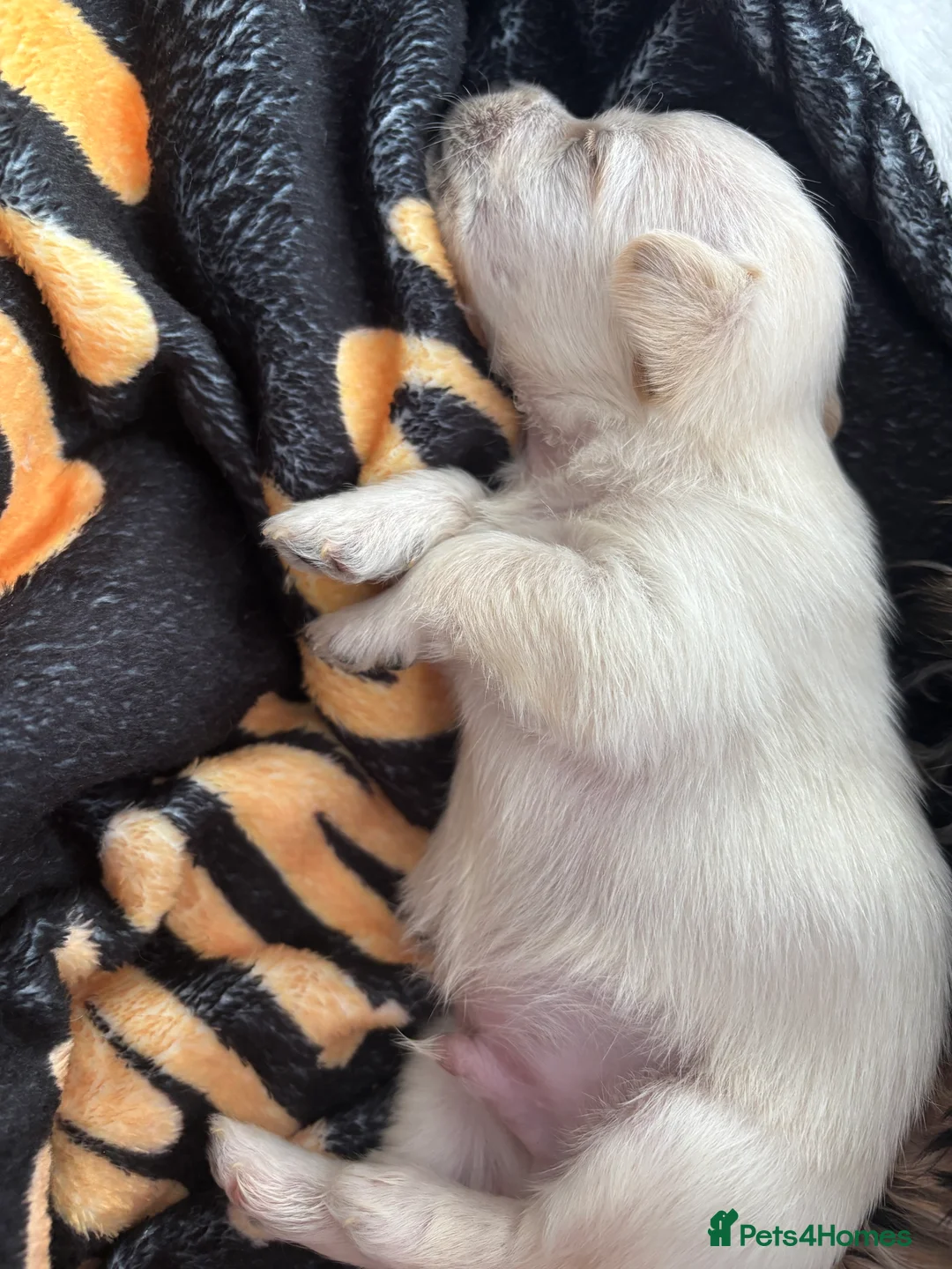 Mixed Breed dogs for sale: Maltijack - Advert 11