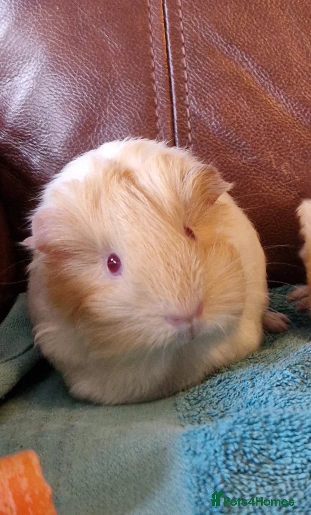 Guinea Pig rodents for sale: Beaultful shelte female  - Advert 1