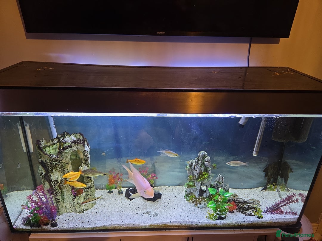 Other/Mixed Breed fish for sale: 4ft fishtank complete setup with stock of fish  - Image 4