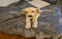 Golden Retriever dogs for sale: Golden retriever 10 months old - Advert 15