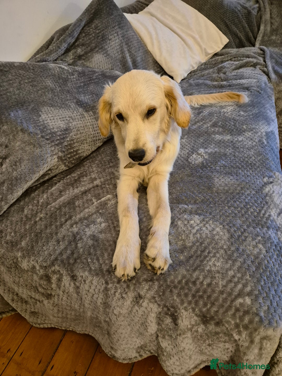 Golden Retriever dogs for sale: Golden retriever 10 months old - Advert 15