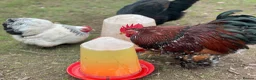 Chickens poultry for sale: Stolen Flock PLEASE HELP RARE BANTAMS  - Advert 7