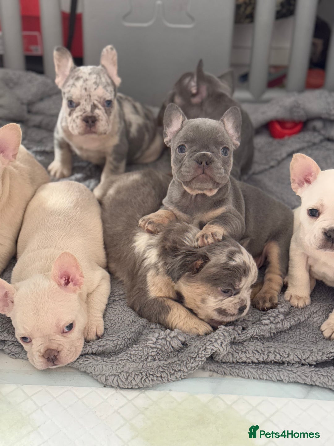 French Bulldog dogs for sale: French Bulldog Puppies For Sale😍‼️ - Advert 7