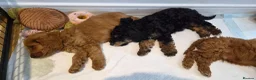 Cavapoo dogs for sale: Gorgeous Cavapoo puppies - Advert 6