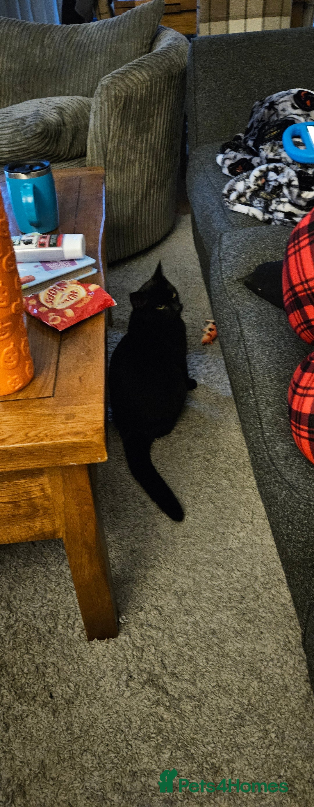 Domestic Shorthair cats for sale: 7 month old Male Domestic | looking for new home - Advert 3