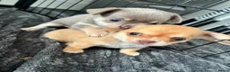 Chihuahua dogs for sale: Chihuahua puppies 2 boys kc registered  - Advert 13