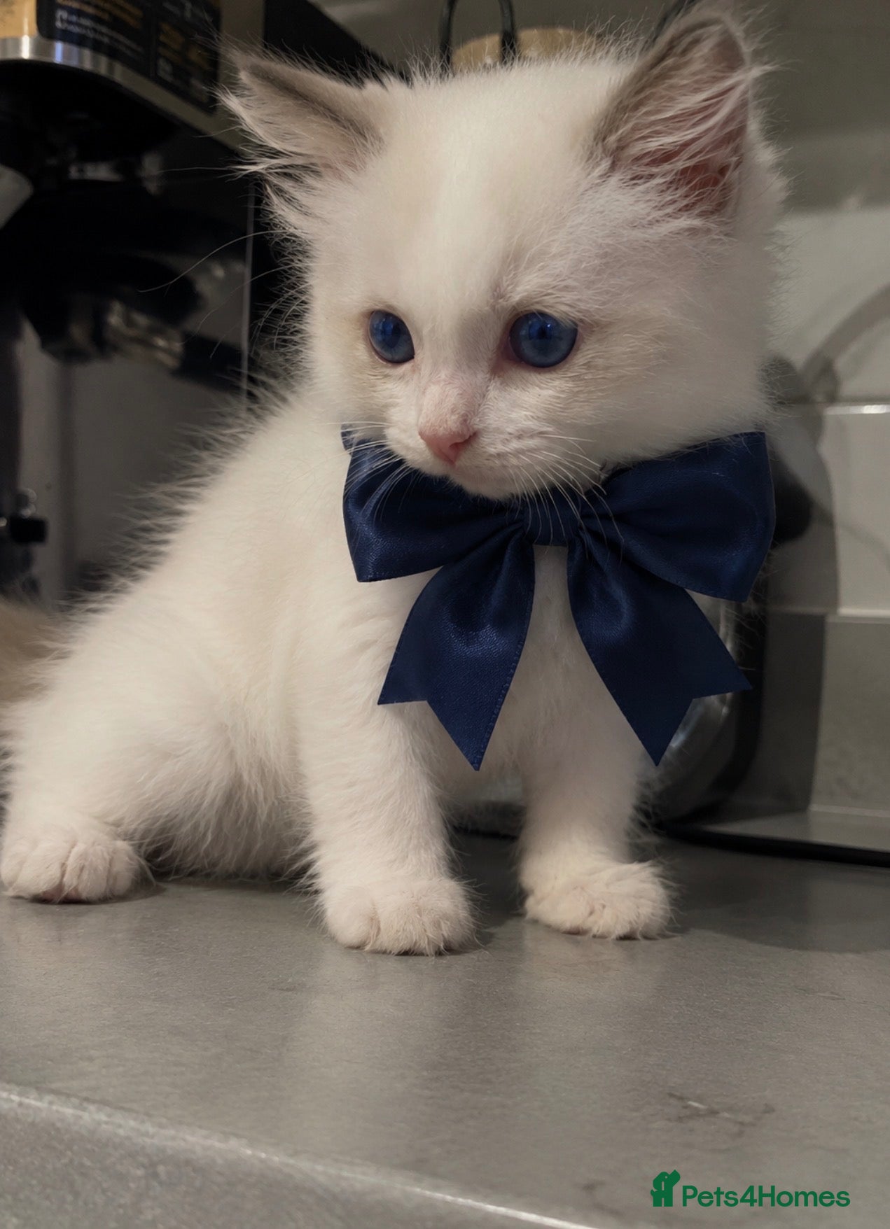 Ragdoll cats RAGDOLL KITTENS TICA REGISTER   - Advert 1
