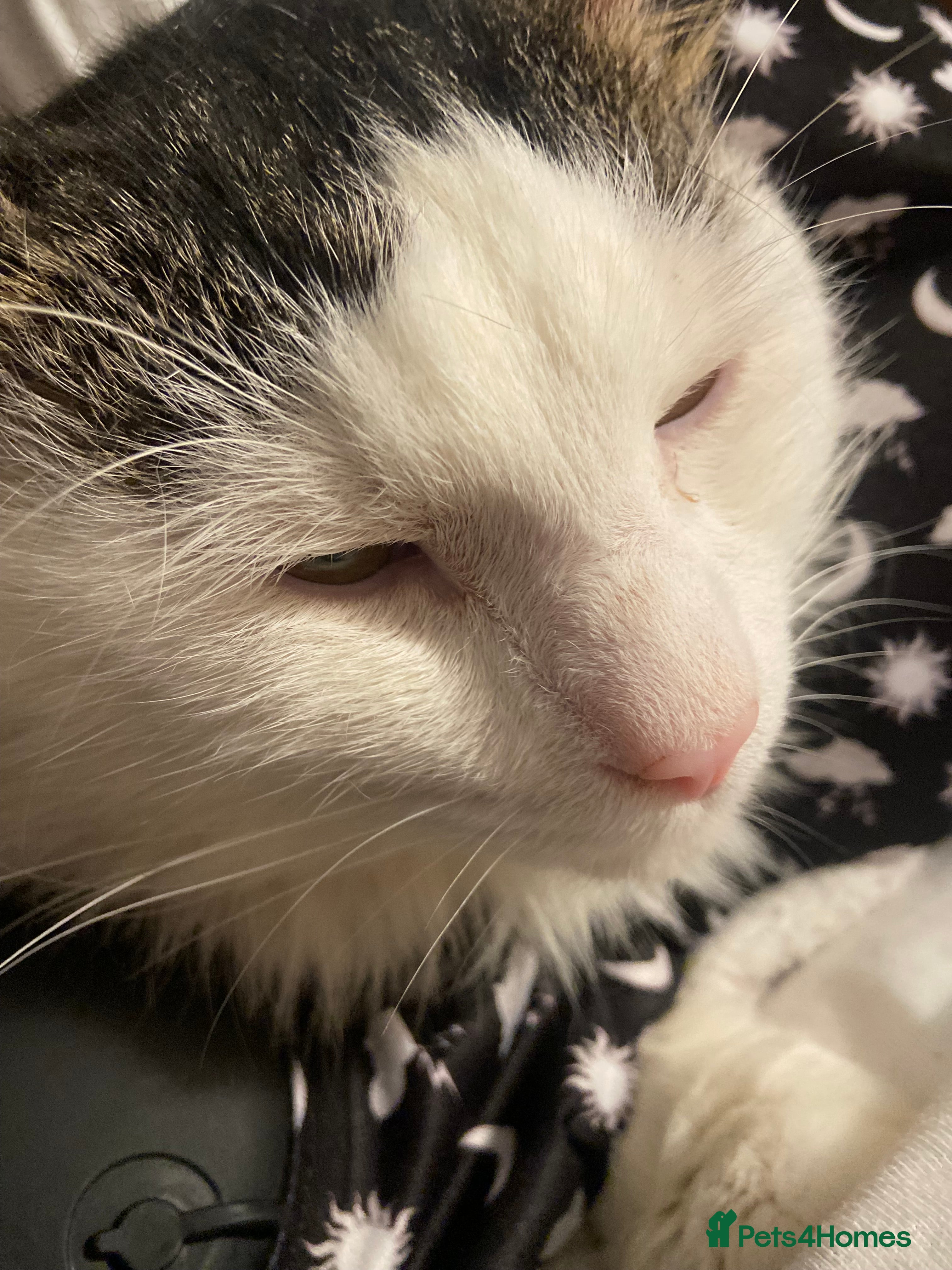 Domestic Shorthair cats 3 year old male cat - Advert 9