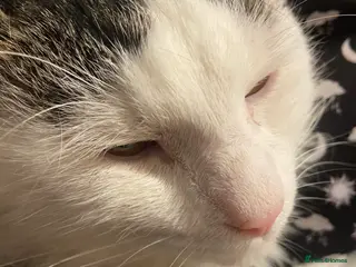 Domestic Shorthair cats 3 year old male cat - Advert 9