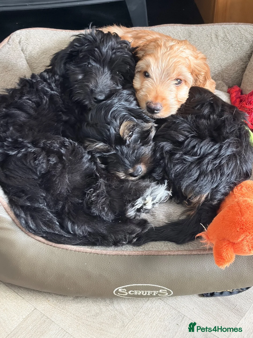 Cockapoo dogs for sale: 1 beautiful F2b cockapoo girl left! 🦌 🐶  in Barnstaple - Advert 7