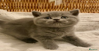 British Shorthair cats - Advert 11