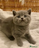 British Shorthair cats - Advert 11