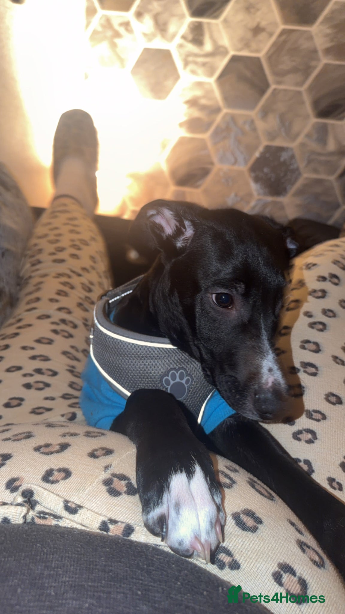 Mixed Breed dogs Collie bull lurcher  - Advert 1