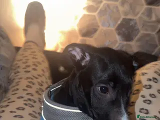 Mixed Breed dogs Collie bull lurcher - Advert 1