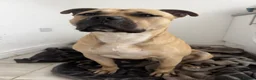 Mixed Breed dogs for sale: URGENT House Trained Staffy/Mastiff rehoming - Advert 5