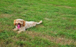 Cockapoo dogs for sale: F1 Cockerpoo 1 year old - Male - Image 3