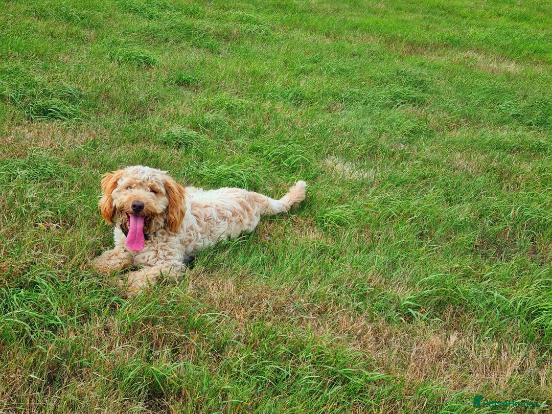 Cockapoo dogs for sale: F1 Cockerpoo 1 year old - Male - Image 3