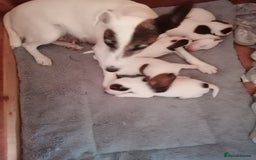 Fox Terrier dogs for sale: Smooth Fox Terrier  - Image 4