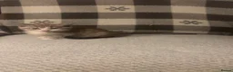 Balinese cats for sale: Beautiful 6 kittens half Balinese  - Advert 8