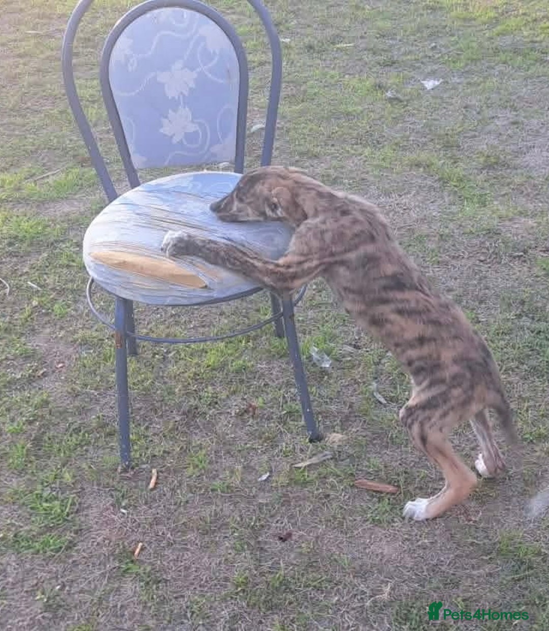 Mixed Breed dogs for adoption: Taz needs a loving home  - Advert 20