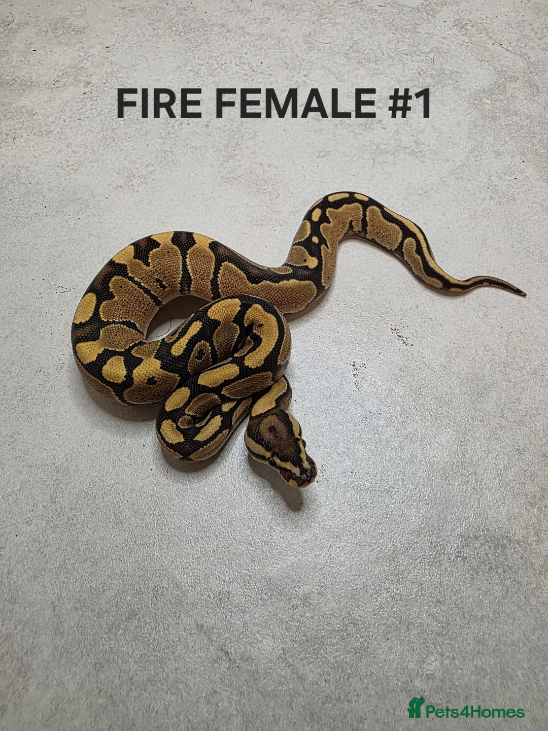 Python Snake reptiles for sale: Juvenile royal pythons ready to go  - Advert 2