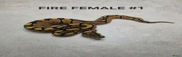 Python Snake reptiles for sale: Juvenile royal pythons ready to go  - Advert 3