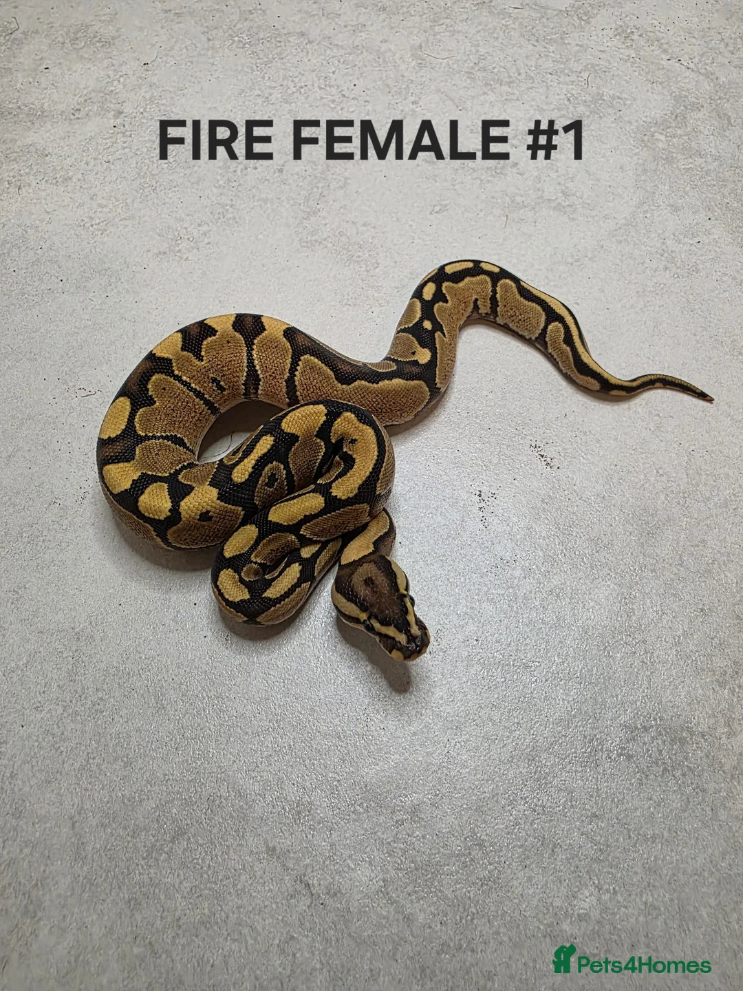 Python Snake reptiles for sale: Juvenile royal pythons ready to go  - Advert 3