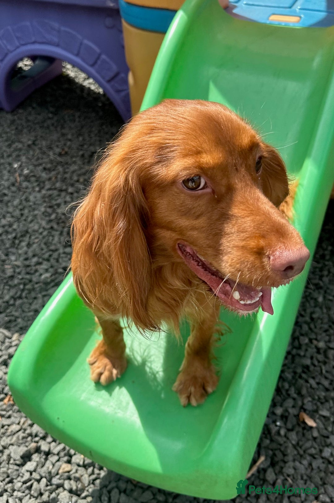 Cocker Spaniel dogs for sale: Beautiful litter of Cocker Spaniel puppies from - Advert 7