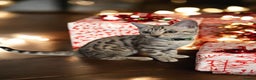 Bengal cats for sale:  Championship Bengal Kittens  - Advert 25