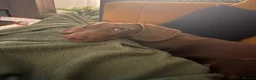 Dachshund dogs for sale: Male Dachshund  in Pontefract - Advert 1