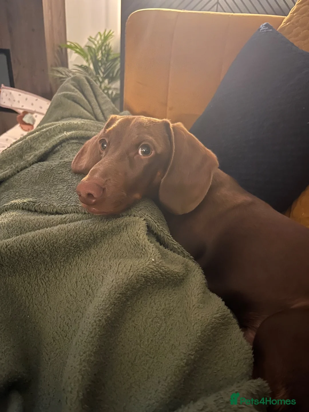 Dachshund dogs for sale: Male Dachshund  in Pontefract - Advert 1
