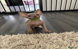 Devon Rex cats for sale: TICA Registered- Lilac Devon Rex Kittens - Image 36