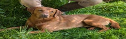 Labrador Retriever dogs for stud: Red ( Lord Ajax) Fox Red KC Labrador Stud Dog  in Watchet - Advert 5