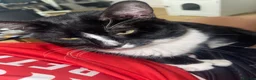 Mixed Breed cats for sale: 2 cats and their 2 kittens  - Advert 16