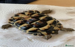 Hermann Tortoise reptiles for sale: Two year old and one year old hermann tortoises  - Image 1
