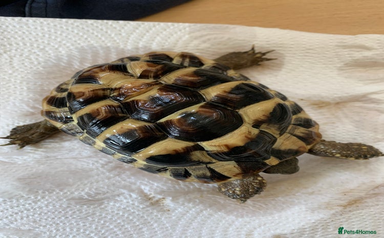 Hermann Tortoise reptiles - Advert 9