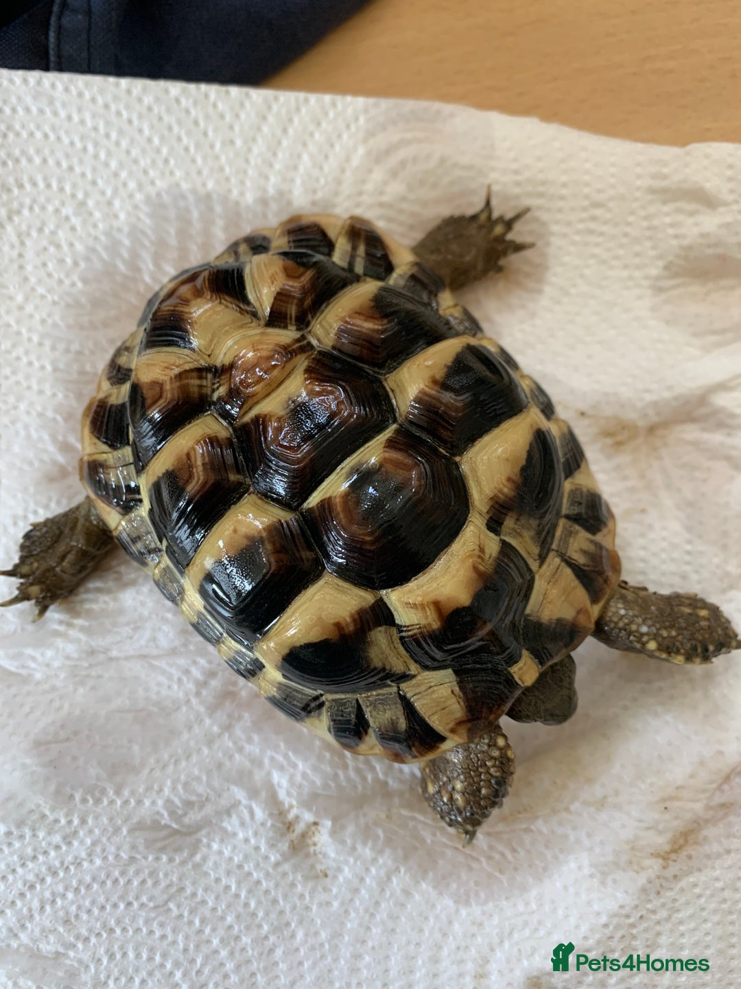 Hermann Tortoise reptiles for sale: Two year old and one year old hermann tortoises  - Image 1