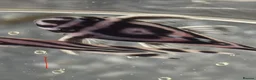 Plecos fish for sale: L046 zebra plecos 3x trios in Keighley - Advert 13