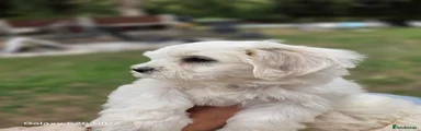 Maltese 3 orange