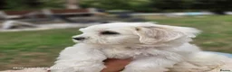 Maltese dogs for sale: Maltese  - Advert 10