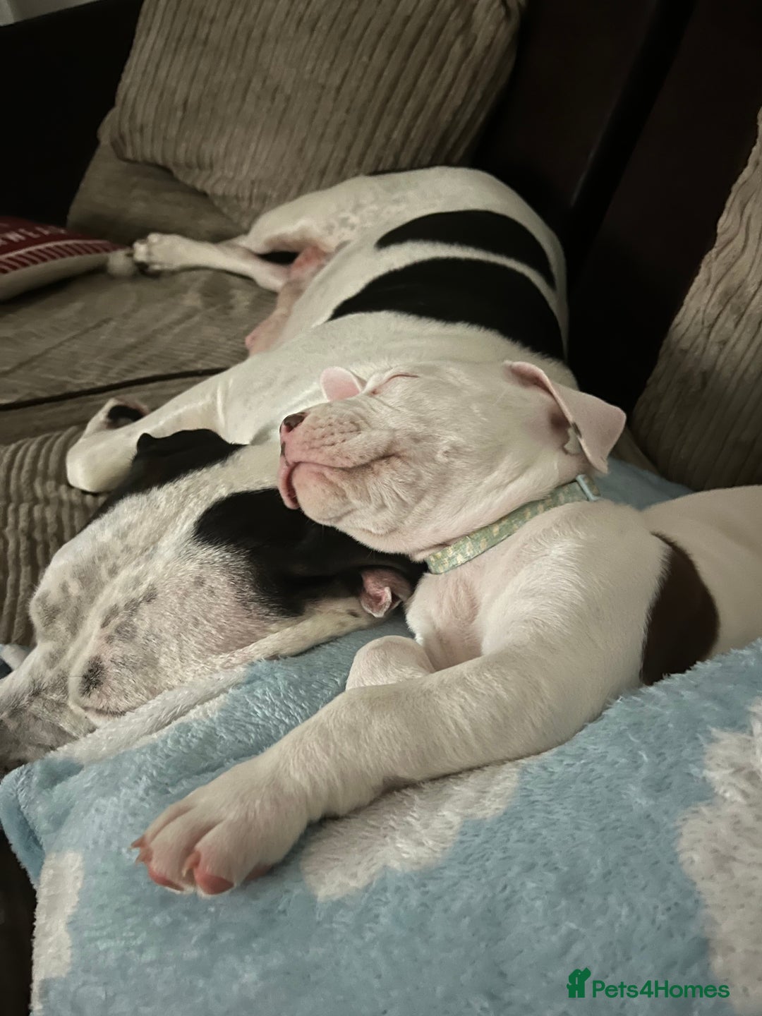 Mixed Breed dogs for sale: 2 beautiful American bully cross staffy puppies - Advert 2