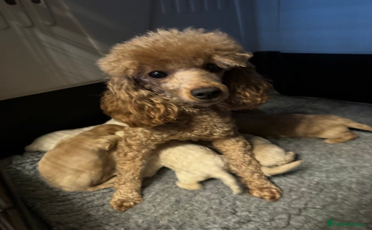 Maltipoo dogs - Advert 4