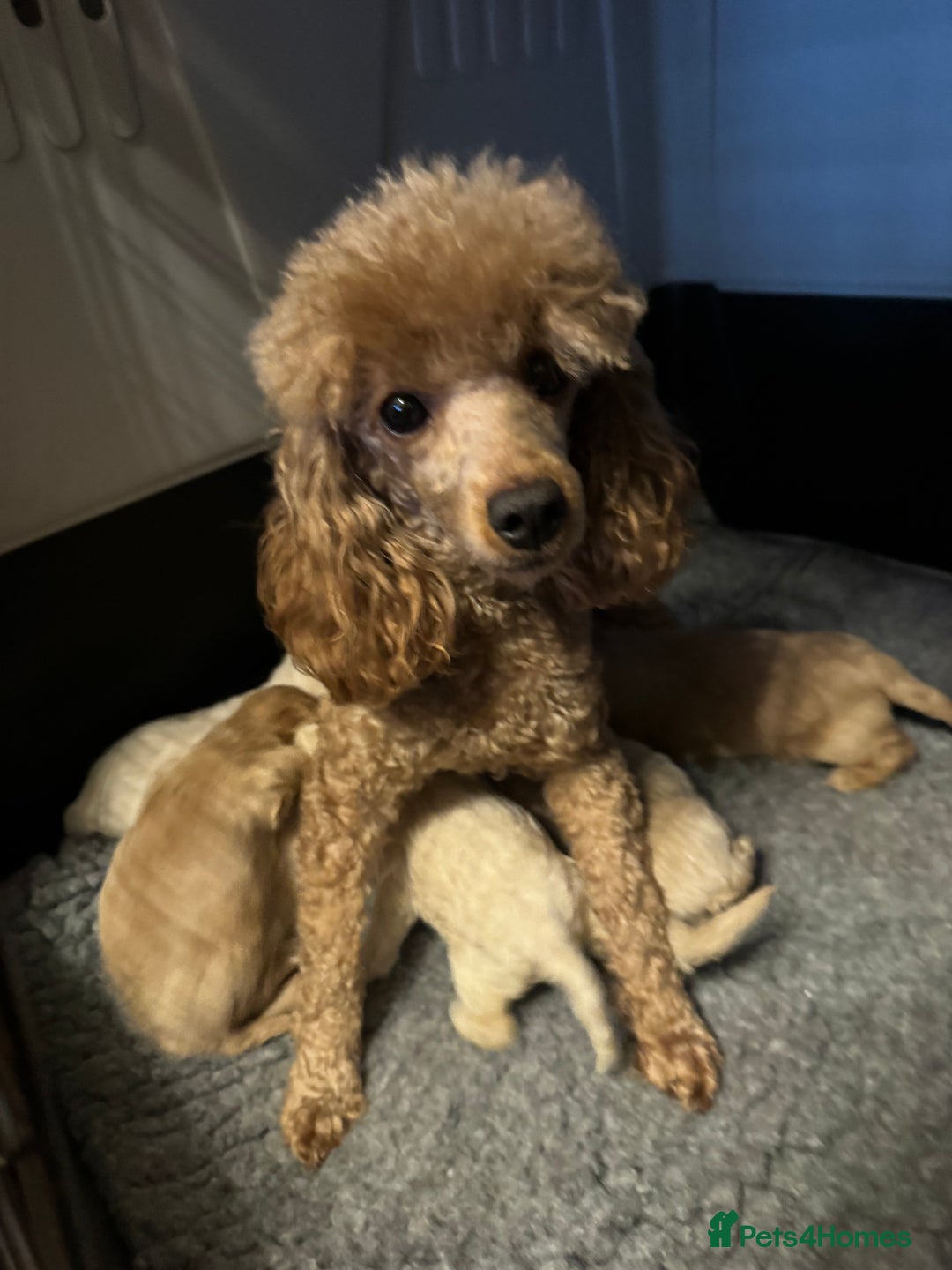 Maltipoo dogs for sale: Teddy bear maltipoo puppies  - Image 10