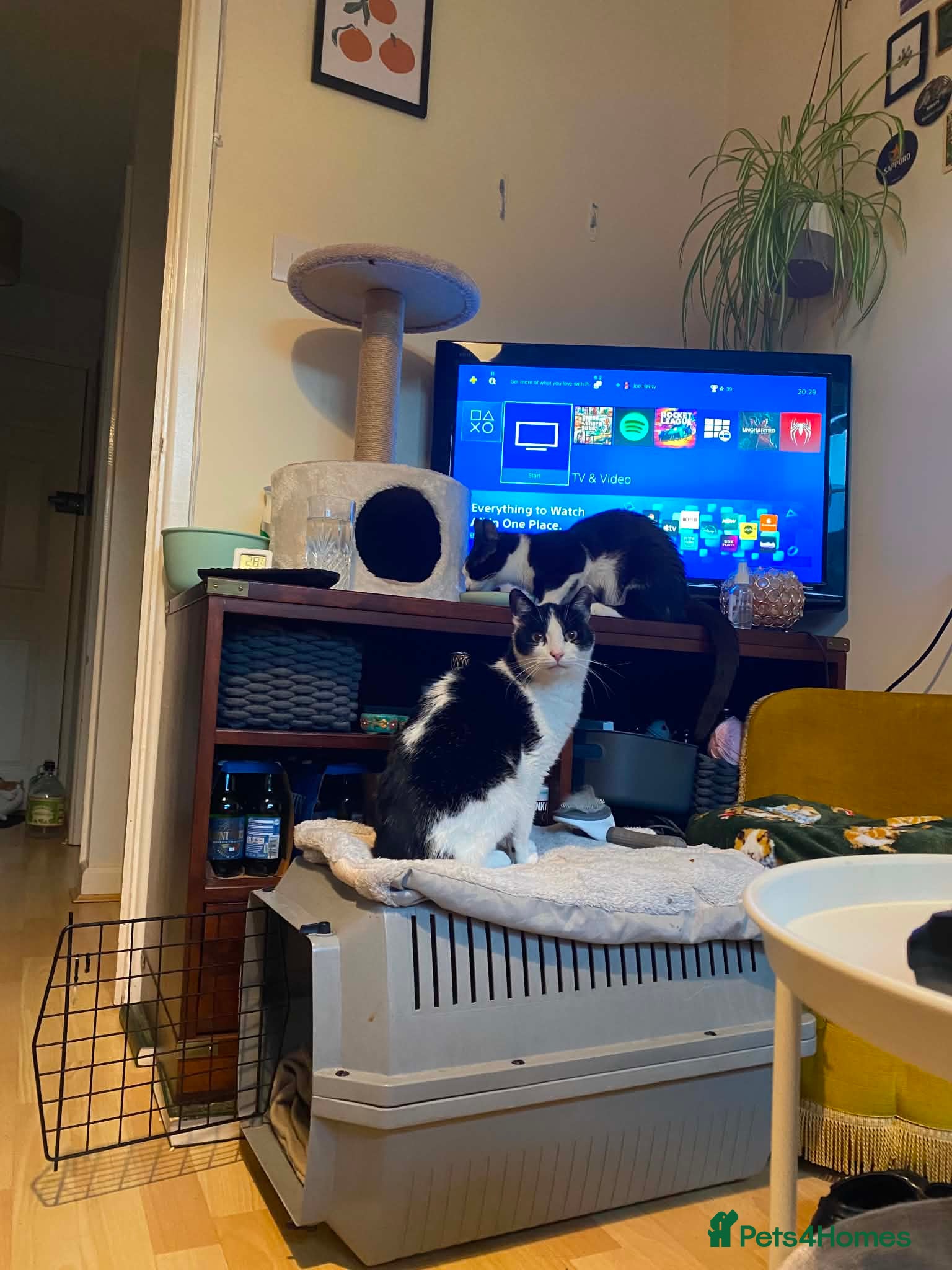 Mixed Breed cats for adoption: Nora -Guildford surrey  in Guildford - Advert 3