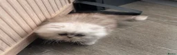 Persian cats for sale: Re listed due to timewaster persian grey kitten,  - Advert 6