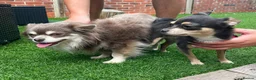 Chihuahua dogs for sale: 3 Year Old Chihuahua Long Coat - Advert 13