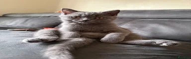 Tato