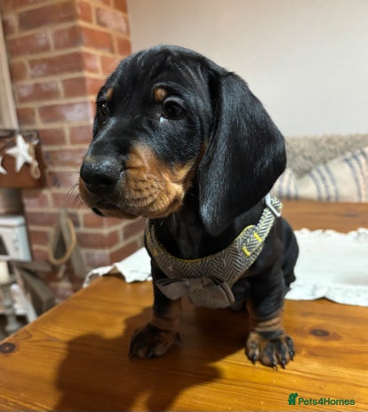 Dachshund dogs - Advert 12