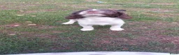 English Springer Spaniel dogs for sale: English springer spaniels in Bargoed - Advert 31